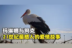 21世纪最伟大的爱情，白鹳阿克与玛琳娜！每年飞数万公里相聚视频封面