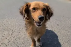 变态老太残忍杀害三只小奶狗，狗妈妈侥幸逃脱，失魂落魄游荡街头视频封面