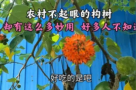 农村构树又名“假杨梅”，10毫升60元的树汁，懂它的人知道好处多