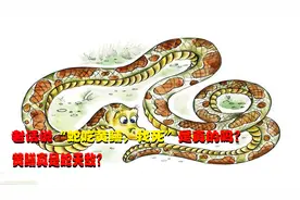老话说“蛇吃黄鳝，找死”，蛇为何不能吃黄鳝？黄鳝真是蛇天敌？视频封面