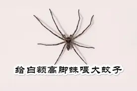 蜘蛛：饿了4天的白额高脚蛛，今天喂一只大蚊子给它吃