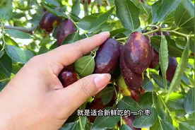 只能吃15天的宁夏灵武长枣，等了一年终于熟了，脆甜脆甜的视频封面