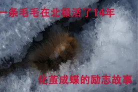 一条毛毛虫在北极活了14年，最终破茧成蝶，毛毛虫的励志故事视频封面