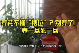 养花“摆位”很讲究，很多人养花黄叶烂根，原因就是这视频封面