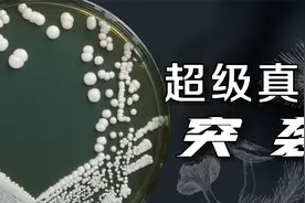 席卷美国的耳念珠菌，对我们有影响吗？视频封面