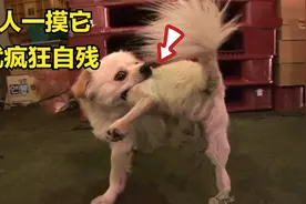 狗狗得了一种“怪病”，主人一摸它就疯狂自残，背后原因令人泪目视频封面