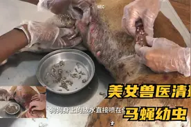 美女兽医帮狗狗清理马蝇幼虫，这次终于带手套了~