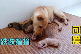 刚出生的小奶狗全身湿透，跌跌撞撞的，样子萌萌的真可爱视频封面