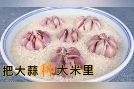 今天才知道，往大米里放几个大蒜，作用这么厉害，一年能省不少钱