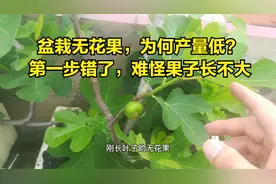 盆栽无花果，为何产量低？第一步错了，难怪果子长不大视频封面