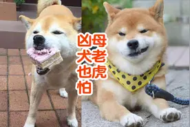 凶巴巴的柴犬向女主人呲牙，女主人一声怒吼，柴犬1秒变纸老虎