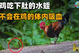 为什么水蛭能在人体内存活好几年，却无法寄生在鸡体内？视频封面