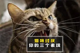 猫咪讨厌你的三个表现，别还不知道！视频封面