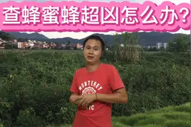 开箱查蜂蜜蜂非常凶怎么办呢？可以采取一些小措施让蜜蜂变温顺哦视频封面