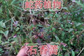 蛇药植物“石香薷”认识吗？生活中也许能帮助大家，一起来了解下视频封面