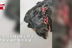 养了10多年的乌龟从6楼摔下，龟壳摔出大裂缝，主人含泪全力救治视频封面