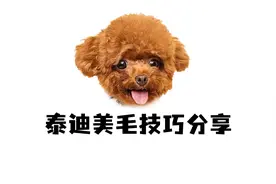 学会这6招，可以让泰迪的毛发恢复亮丽！视频封面