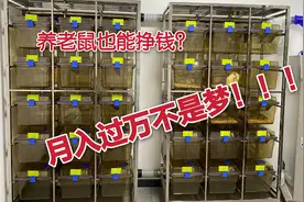 养老鼠也能挣钱？月入过万不是梦！！！