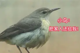 小鸟不顾生命的撞击房子的窗户，最后房主说出内情，才真相大白！视频封面