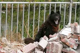 狗流泪人去世，民间说法被专家证实，土狗越老越灵