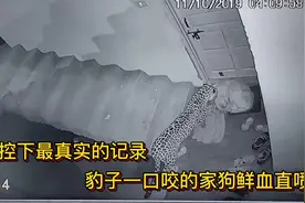 监控下最真实的记录，豹子一口咬的家狗鲜血直流视频封面