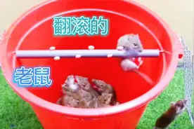 民间牛人自制5款搞笑捕鼠神器，让老鼠表演360°翻滚，太皮了视频封面