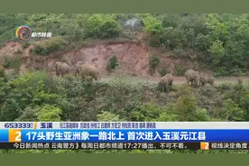 17头野生亚洲象一路北上 首次进入玉溪元江县
