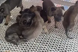 小马犬出生一个月了，看看这一窝小狗之中，狗王到底是那一个？视频封面