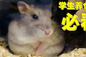 学生养仓鼠必看,都是平价好物推荐,原来养好仓鼠有这么多诀窍视频封面