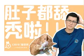 猫咪舔毛是讨厌我？3分钟搞懂猫咪为什么舔毛