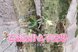 石斛不怕干吗？不是的，浇水的正确与否直接关系到石斛的生长！视频封面