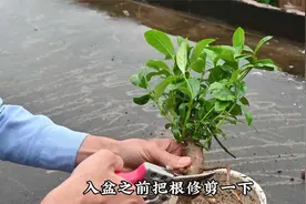 矮霸小老桩“山栀子”，修根去枝入盆，关键是最后摆放环境视频封面
