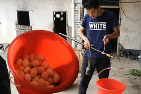小伙孵化小鸡第1天，买13斤土鸡蛋孵小鸡，选择种蛋很关键视频封面