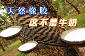 天然橡胶的一生｜现代农业种植和收获天然胶乳｜四大工业原料之一