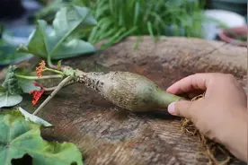 有种“大肚花”，它就是佛肚海棠，漂亮又好养，园艺师教你怎么养