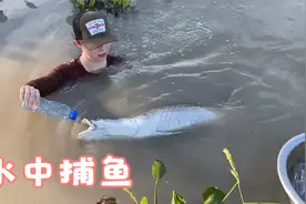 小姐姐水中捞鱼技术精湛，收获满满视频封面