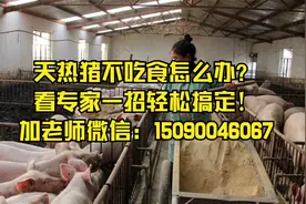 养猪技术分享：天热猪不吃食怎么办？看专家一招轻松搞定！