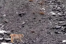 猞猁拼死猎杀山羊，吃了几口为什么又不吃了视频封面