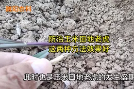 防治玉米田地老虎，用这两种方法效果好，持效期期长视频封面