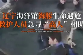 辽宁海洋馆海豚生命遇危，救护队寻“高人”相助，徒手接力救海豚视频封面