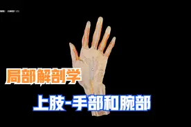 局部解剖学-上肢（腕部和手部）视频封面