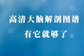 高清大脑解剖图谱，有它就够了