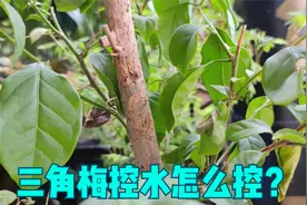 三角梅不开花，到底控水多久、控到什么程度能开花？一次性告诉你视频封面