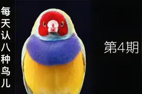 每天认八种鸟儿，第4期