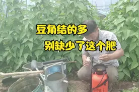 要想让豆角结满架，怎能离开这个肥料？豆角结的一茬一茬摘不完视频封面