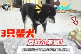 主人“变身”黄瓜人，测试3只柴犬反应，黄柴表现很抢眼啊视频封面