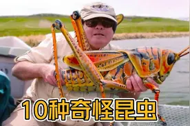 头上有犄角？那些最奇怪的10种昆虫视频封面
