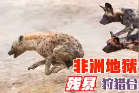 非洲臭名昭著的“地狱犬”，到底有多恐怖？鬣狗见到都要夹紧尾巴视频封面