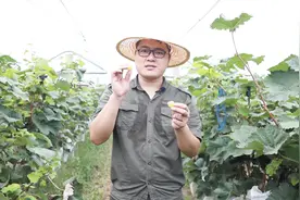 醉金香和阳光玫瑰对比，谁更适合种植？小阳现场分析它们优缺点