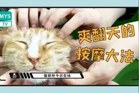 3分钟学会科学又易上手的猫咪按摩技巧